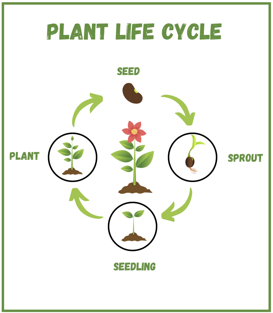Example of a diagram text feature illustrating the lifecycle of a plant