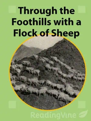 Through the Foothills with a Flock of Sheep - Reading Comprehension Exercise
