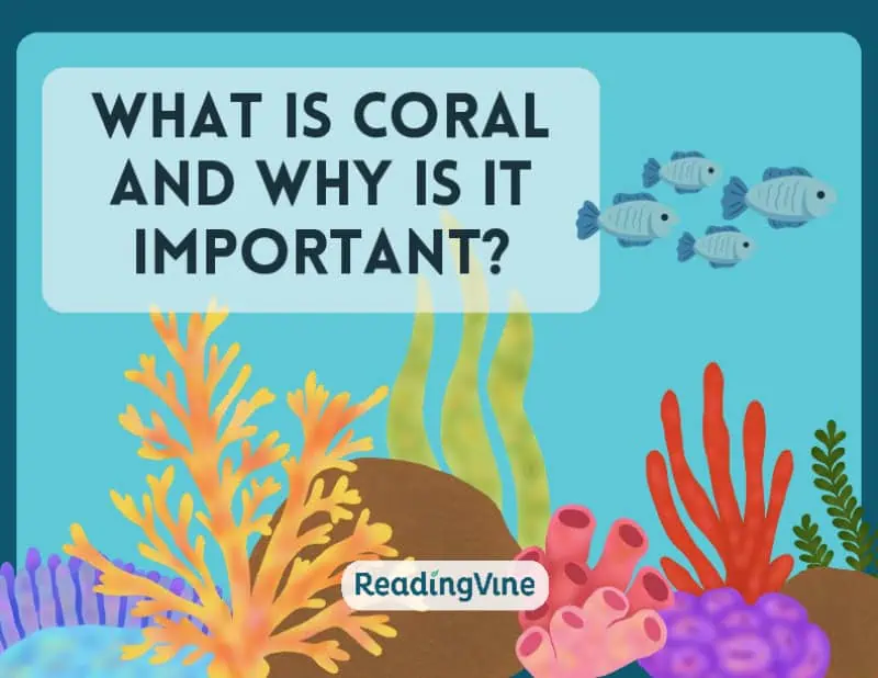 Coral Presentation Image
